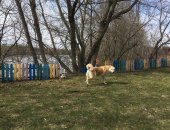 Продам собаку лайка, самка в Москве, Продается сука Западно-Сибирской лайки 14 месяцев