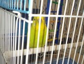 Продам птицу в Емве, Попугай, Девочка 1 год, в месте с клеткой и поилкой