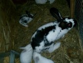 Продам заяца в Крымске, тся кролики разных пород, возрастов и цветов, Мальчики и девочки