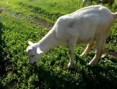 Продам козу в Бавлы, Козочки, тся 2 козочки, родились 13марта, сразу были отделены