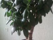 Продам комнатное растение в Челябинске, Денежное дерево, Толстянка, Высокое,