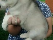 Продам собаку сибирская хаски, самец в Новосибирске, Ребятишки, красивого волчьего