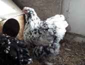 Продам с/х птицу в Тюмени, цыплят от суток до двух месяцев от 100 рублей, мясо яичный