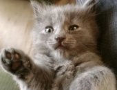 Продам кошку, самец в Каменске-Уральском, Отдам котят, Белый мальчик, серенькая девочка