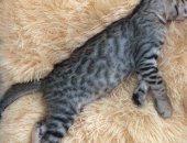 Продам бенгальская, самка в Перми, кошечка, Кошечка возраст 6 месяцев ещё котёнок