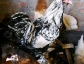 Продам яица в Пскове, Яйцо, цыпленок, курочка, яйцо, цыплят разного возраста, Курочки и