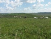 Продам козу в Кумертау, тся козы молочные Зааненской породы, 35 дойных коз по 10 000