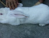 Продам заяца в Хасавюрте, Кролики породы великан самки