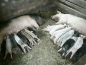 Продам свинью в Белоярском, поросят крупных пород, Матери ландрас герпширская порода