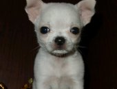 Продам собаку чихуахуа, самец в Крымске, Породные чихуашки, возраст 2 месяца, Мальчик