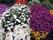 Продам комнатное растение в Сочи, Рассада хризантемы бордюрная, На сайтах малая часть