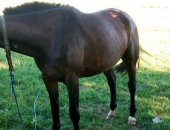 Продам лошадь в Гвардейске, Кобыла, молодая кобыла 3, 5года очень спокойная