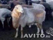 Продам в Рубцовске, Овцы, курдючных овец, Возможен обмен на Авто или снегоход