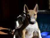 Продам собаку бультерьер, самка в Самаре, Замечательные подрощенные щенки миниатюрного а