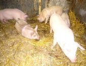Продам свинью в Костроме, Дата опороса 02, 05, 18, Поросятки крупные, здоровые, Едят