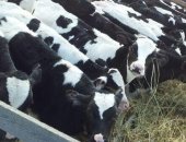 Продам корову в Сорочинске, хороших мясных и молочных телят, Вес взрослого бычка может
