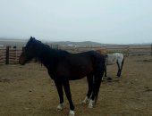 Продам лошадь в Улане-Удэ, Жеребец косячной 5лет