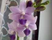 Продам комнатное растение в Москве, Орхидея Dtps Kenneth Schubert Blue, В данный момент