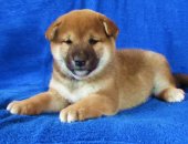 Продам собаку акита, самец в Москве, великолепного щенка- мальчика породы Сиба с ярким