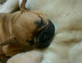 Продам собаку французский бульдог, самка в Самаре, Девочки родились 25, 05, 2018, мама