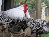 Продам с/х птицу в Электростале, Предлагаю великолепных цыплят редчайшей породы