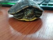 Продам в Туймазы, Черепаха, Срочно черепаху 4-5 лет