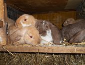 Продам заяца в Брянске, кроликов, мадагаскарские бараны бараны миксы черные, шоколадные