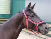 Продам лошадь в Лунёве, по семейным обстоятельствам срочно продается тракененская кобыла