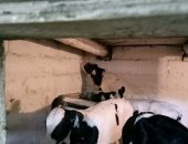 Продам корову в Павловской, Телята, телят 1-2 мес, Завоз 23, 06, 2018г, 16 лет на рынке