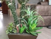 Продам комнатное растение в Санкт-Петербурге, Цветочная композиция Кактус, была куплена