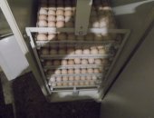 Продам яица в Иванове, Продается инкубационное яйцо бройлера кобб-500, Крупные