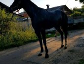 Продам лошадь в Ворсме, лошадку "Чародейка" Порода русская рысистая! 3х годовалая в холке