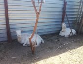 Продам козу в Новобатайске, дойных коз Зааненской породы, высокоудойные, 2 из них