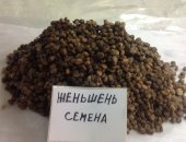 Продам семена в Кущевской, Женьшень Дальневосточный Panax ginseng, 10 шт-25 руб за штуку