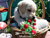 Продам собаку лабрадор, самец в Лениногорске, тся щенки а ретривера, цена за щенка С