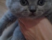 Продам шотландская, самец в Ярославле, Чистокровные котята плюшевые, на первом фото