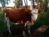 Продам корову в Абакане, Корова 3года телка 1 год корова стельная вот должна отелится