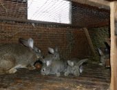 Продам в Калуге, кроликов молодгяк 200р, за 1 мес, Взрослые самки и самцы от 5 мес- до 1