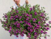 Продам комнатное растение в Екатеринбурге, шикарный куст размах крыльев около метра