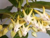 Продам комнатное растение в Саратове, Хойя молодая, цветет второй раз спустя месяц
