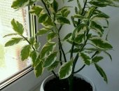 Продам комнатное растение в Ижевске, Педилантус, Активно появляются новые молодые