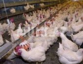 Продам с/х птицу в Смоленске, Куры, разных яичных пород 5-6 мес, мелким и крупным оптом