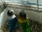 Продам птицу в Клинцы, попугаев масковые, красивые, 2000руб один, Клетка большая