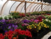 Продам комнатное растение в Новосибирске, Подсобное хозяйство реализует цветочную