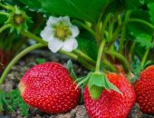 Продам ягоды в Абакане, ягоду клубника садовая в народе Виктория собственное производство