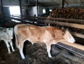 Продам корову в Альметьевске, тся бычки подсосные, мясного направления, от 3 до 7