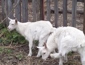 Продам козу в Киселевске, или обмен козлят, козлят зааненских козочка и козлик по месяцу