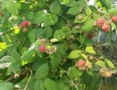 Продам сахар в Москве, Отборная малина со своего участка на юге Подмосковья, Протертая с