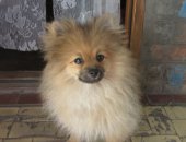 Продам собаку шпиц, самец в Шахты, Померанский, 4 месяца, мальчик, вакцинирован дважды