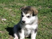 Продам собаку аляскинский маламут, самка в Тюмени, - отличный друг для взрослого и для